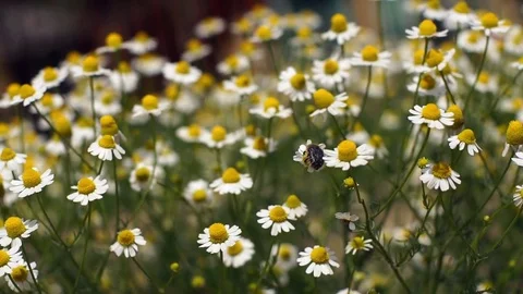 Flowering chamomile sways blown by a breeze Stock Footage 76149648