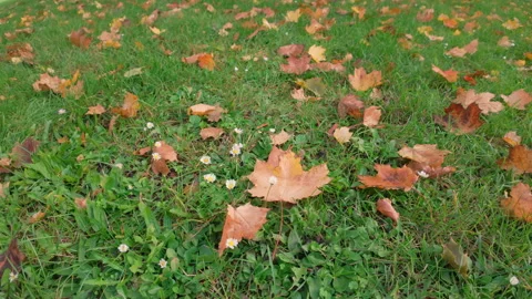 Flowering chamomiles amongst fall foliage Stock Footage 331376516