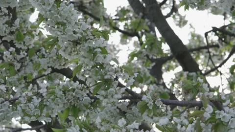 Flowering cherries tree Stock Footage 153334228