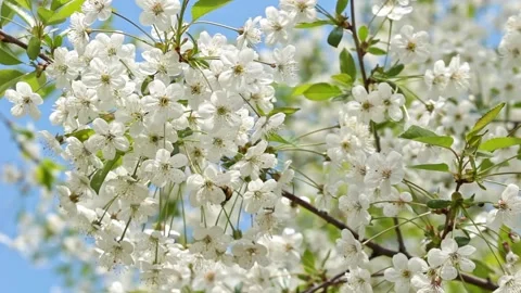 Flowering cherry against a blue sky. Cherry blossoms. Stock Footage 197478654