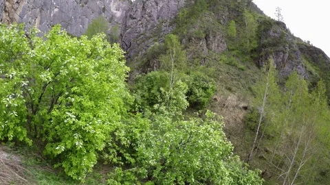 Flowering cherry Altai Stock Footage 75812902