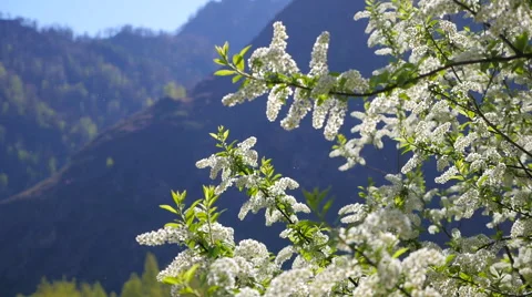 Flowering cherry in the Altai Mountains 2 Stock Footage 49840422