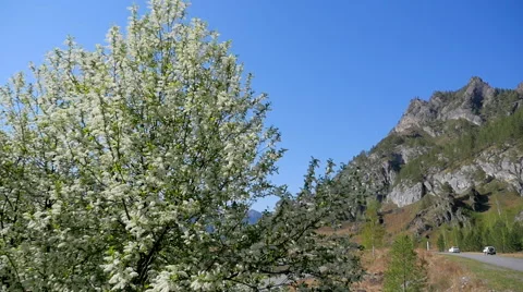 Flowering cherry in the Altai Mountains Stockbeeldmateriaal 49840856