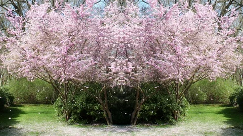 Flowering cherry background and falling petals loop Stock Footage 88309099