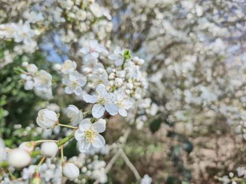 Flowering cherry blossom on a cherry tree close up. Close-up of delicate wh.. Stock Photos