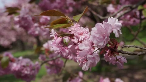 Flowering cherry blossom tree 스톡 동영상 136048371