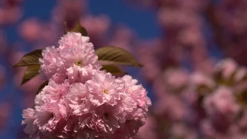 Flowering cherry blossom tree in spring on a sunny day.  Stock Footage 89583629