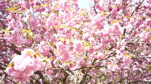 Flowering cherry blossom tree in spring (Overexposed) 스톡 동영상 136048361