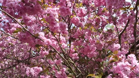Flowering cherry blossom tree in spring Stock-Footage 136048391