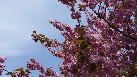 Flowering cherry blossom tree in spring 스톡 동영상 136048401