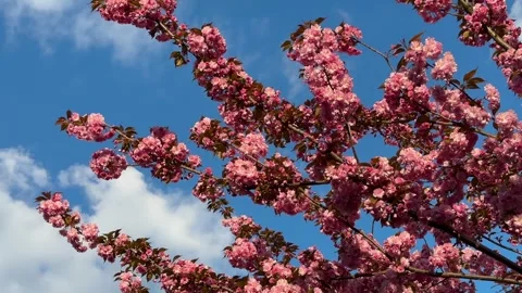 Flowering cherry blossom tree in spring on a sunny day against a blue sky Stock Footage 240657008