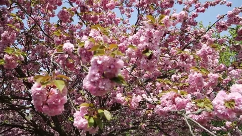 Flowering cherry blossom tree in wind 스톡 동영상 136048197