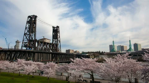 Flowering Cherry Blossom Trees Spring in Portland Oregon 1080p Stock Footage 36481631