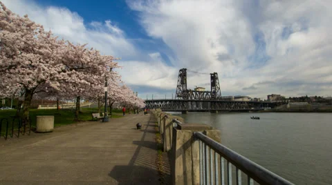 Flowering Cherry Blossom Trees Spring along Willamette River in Portland Oregon Stock Footage 36500371