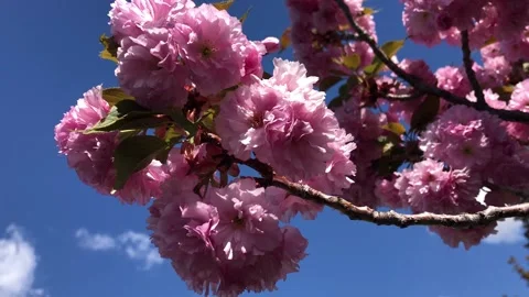 Flowering Cherry Blossoms Stock Footage 152856144