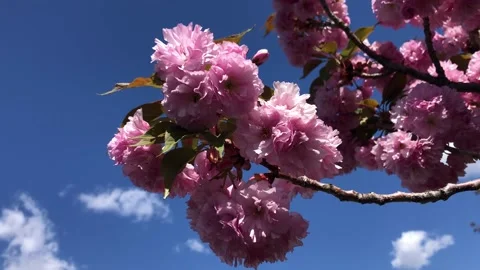 Flowering Cherry Blossoms Stock Footage 152856149