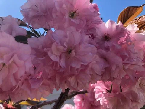Flowering cherry blossoms Stock Photos