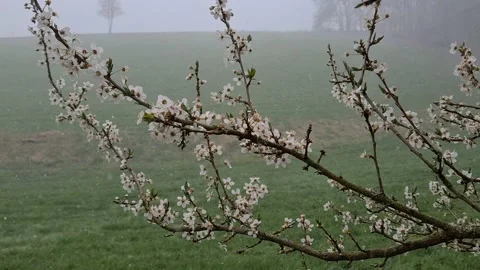 Flowering cherry branch and falling snow Vidéo 151977596