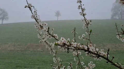 Flowering cherry branch and falling snow Stock Footage 151977687