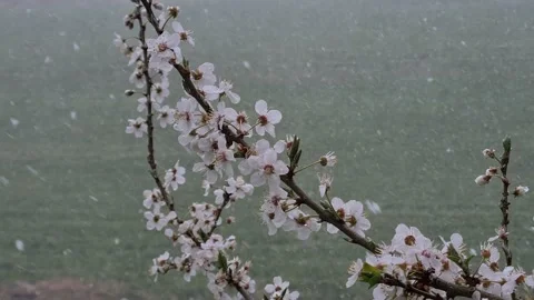 Flowering cherry branch and falling snow Stock-Footage 151977862