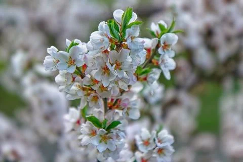 Flowering cherry branch bush strewn with white flowers and young leaves Stock Photos