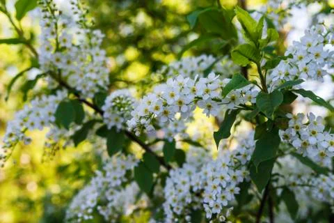 Flowering cherry branch close-up Stock Photos