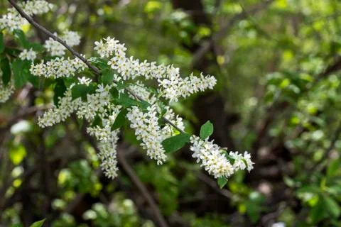 Flowering cherry branch close-up Stock Photos