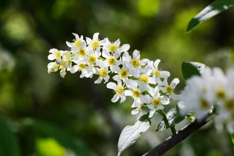 Flowering cherry branch close-up Foto stock