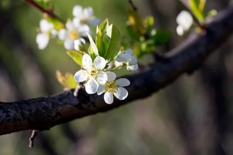 Flowering cherry branch in May Stock Photos