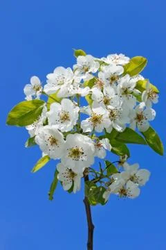 Flowering cherry branch Stock Photos