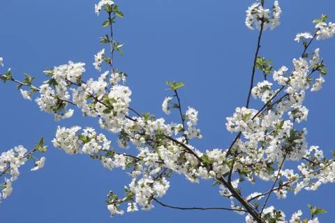 The flowering cherry branch Foto stock