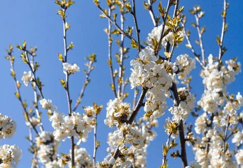 Flowering cherry branch Stock Photos