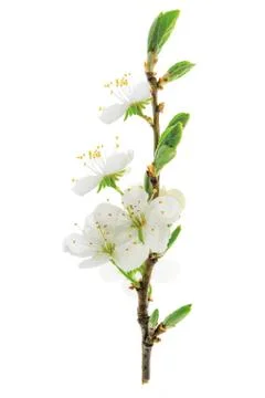Flowering cherry branch Stock Photos