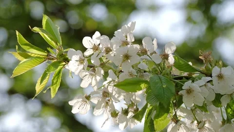 Flowering cherry branch in the sunlight Stock Footage 132294121