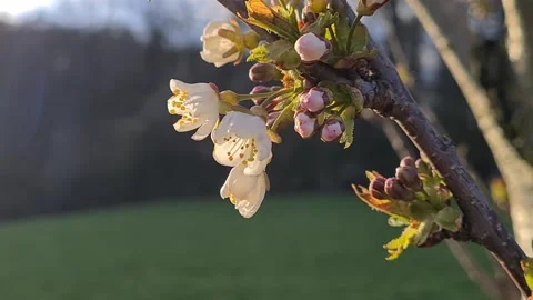 Flowering cherry branch in sunshine Stock Footage 153281180