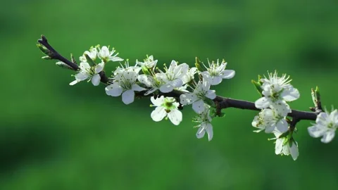 Flowering cherry branch in sunshine Stock Footage 169476340