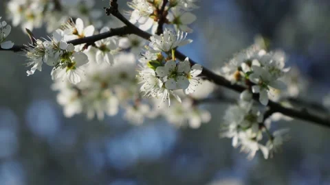 Flowering cherry branch in sunshine Видео 169476500