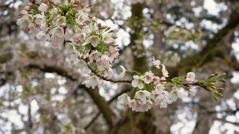 Flowering cherry branch sways in the wind Stock Footage 126615597