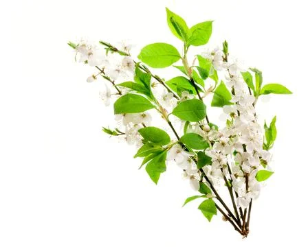 Flowering cherry branches in a bundle Stock Photos