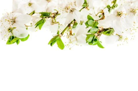 Flowering cherry branches close-up Stock Photos