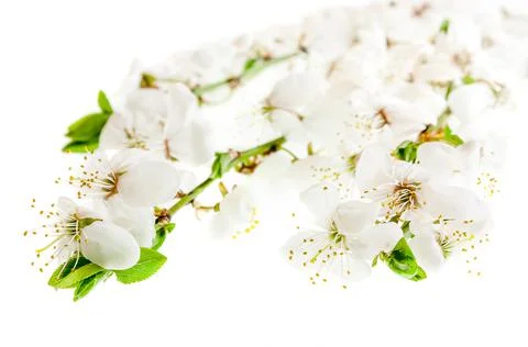 Flowering cherry branches close-up Stock Photos