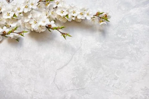 Flowering cherry branches on a marble surface Stock Photos