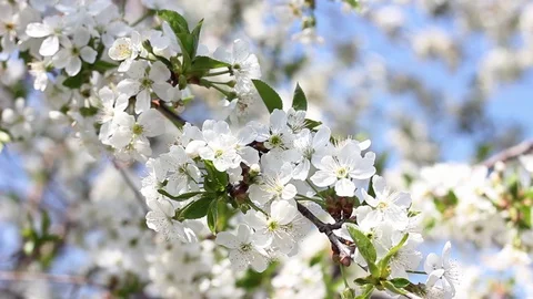 Flowering cherry branches in springtime close-up. Stock Footage 128305389