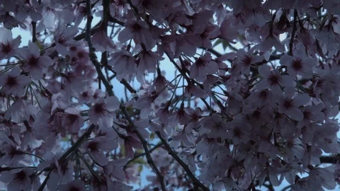 Flowering Cherry - close up real time Stock Footage 86498828