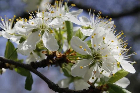 The flowering cherry. Close-up. Spring background. Stock Photos