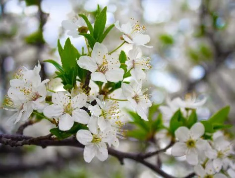 Flowering cherry closeup Stock Photos