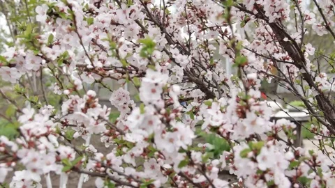 Flowering cherry felt swaying in the wind. Prunus tomentosa Video stock 70881292