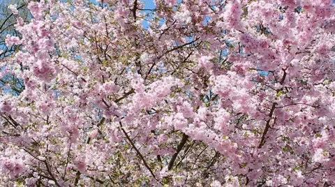 Flowering cherry Stock Footage