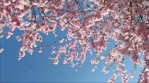 Flowering cherry Stock Footage 2797385