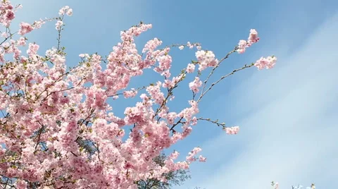 Flowering cherry Video stock 2976368